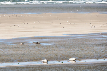 Grey and common seals resting on sand flats of Rif in tidal sea Waddensea, Netherlands