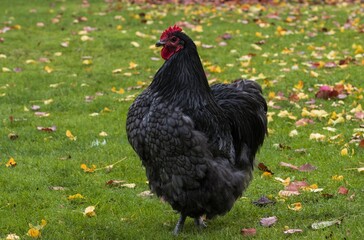 Portrait of a black Orpington rooster with red comb, old breeds, traditional breeds of farm animals