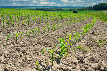 Feld mit kleinen Maispflanzen im Frühling