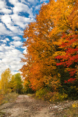 Obraz premium Golden Trees (2022)