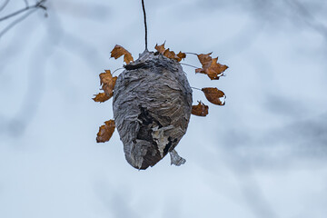 A very large hornet nest is hanging from the tree branch at Greenwood County Park in Upstate NY. ...