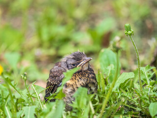 A fieldfare chick, Turdus pilaris, has left the nest and sitting on the spring lawn. A fieldfare chick sits on the ground and waits for food from its parents.