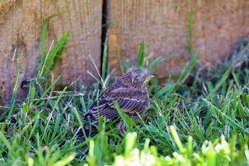 A house finch fledgling that fell off the nest on a back yard grass.