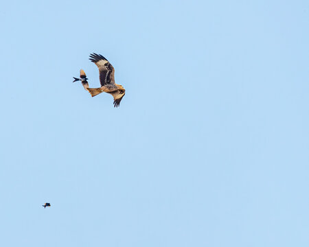 A Marsh Harrier and a Drango fighting in Air