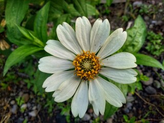 Obraz premium Zinnia angustifolia is a flowering plant of the genus Zinia that is native to northern and western Mexico and has lived in parts of the Southwestern United States.