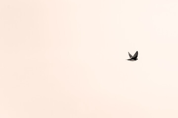 Sparrow at sunset