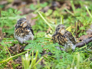 Two fieldfare chicks, Turdus pilaris, have left the nest and are sitting on the spring lawn. Fieldfare chicks sit on the ground and wait for food from its parents.