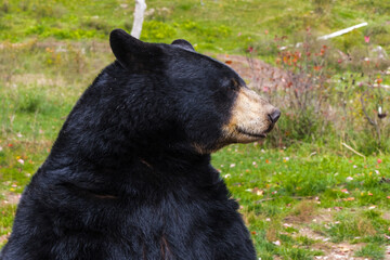 Bear Profile