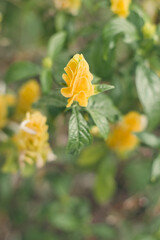 Obraz premium yellow flower in the garden