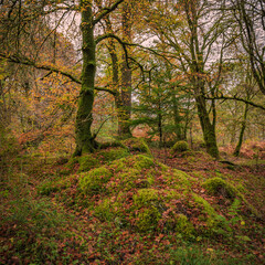 Autumn woodland colours in Glencoe.