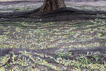 Raccolta delle olive e produzione olio extravergine di olive in puglia, italia