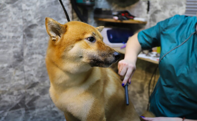A groomer combs the coat of a shiba inu in the salon, a grooming master removes the undercoat after washing and drying the dog. Caring and caring for a four-legged friend.