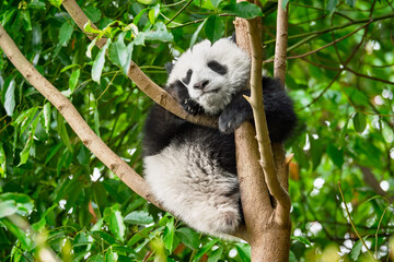 Chinese tourist symbol and attraction - cute giant panda bear cub on tree. Chengdu, Sichuan, China