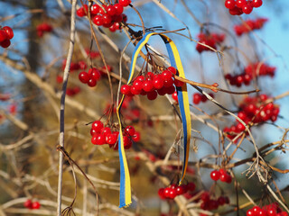 Viburnum opulus red berries and flag of Ukraine. Ukrainian patriotic folk song Oy U Luzi Chervona...