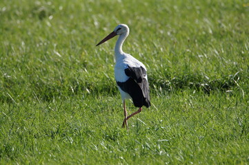 White Stork (Ciconia ciconia), Beinheim, Haguenau-Wissembourg,Grand Est, France (Alsace)