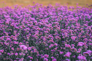 The purple margaret flower field is a flower bush that is planted for tourists to visit and take...