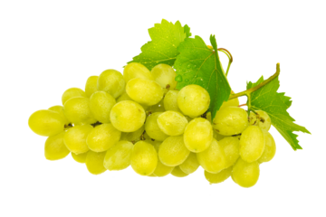 Ripe fresh bunch of yellow grapes and green leaves with drops of water and dew isolated on a transparent background.