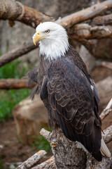 American Bald Eagle