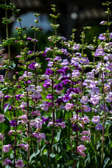 Fototapeta premium Pikes Peak Purple Penstemon flowers
