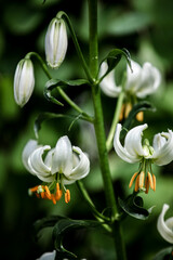 Mantagon lily (Lilium martagon) in the field