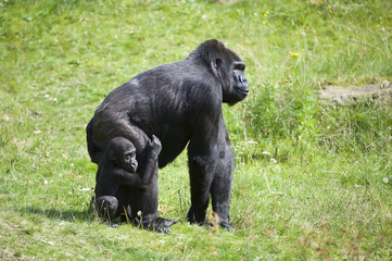 Western Lowland Gorilla (Gorilla gorilla gorilla), Female with young, Critically endangered (IUCN 2009), Africa