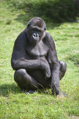 Western Lowland Gorilla (Gorilla gorilla gorilla), Critically endangered (IUCN 2009), Africa
