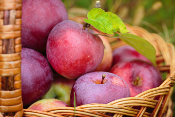 Ripe red Apples in a Basket Outdoor. Autumn Garden