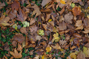 Autumn. Multi-colored maple leaves lie on the grass, top view.