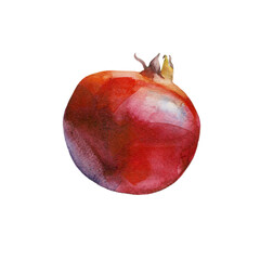 Watercolor realistic sketch of pomegranate fruit. Hand drawn illustration isolated on white background. - 544155974