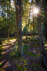 Obraz premium Sunburst Forest