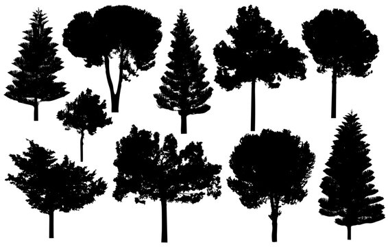 Silhouette of coniferous trees, pine, cypress. Vector illustration