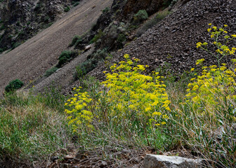 Bright yellow flowers in the mountains in Kyrgyzstan in summer
