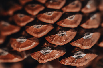 Close-up of Pine cone, fir cone, natural background