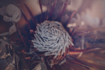 dried protea plant. Floral Background