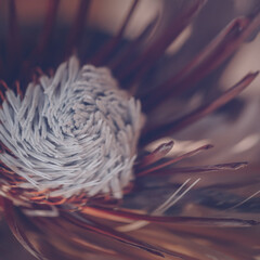 dried protea plant. Floral Background