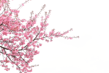 pink cherry blossom