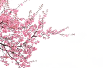 Gordijnen pink cherry blossom © Pencile Art Design