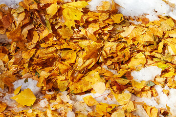 fallen yellow maple and birch leaves mixed with the first snow.
