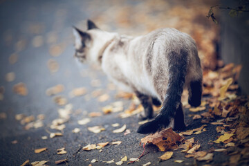 A Thai cat walks in autumn leaves. Cat and autumn. - 544158957