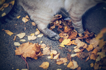 Paws of a gray striped Thai cat and autumn leaves. A Thai cat walks. Cat and autumn. - 544158960