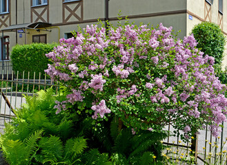 A bush of flowering lilac Superba (Syringa microphylla Superba) in an urban landscape