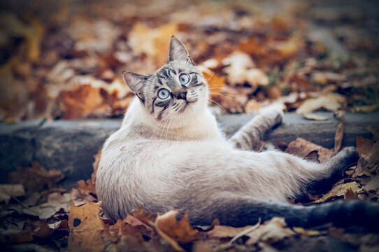 Portrait of a Thai cat in nature.  A Thai cat walks in autumn leaves. Cat and autumn.