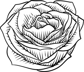 Hand drawn Rose Flower Line art Clip art