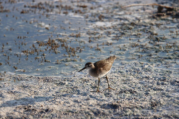 The Graceful Wood Sandpiper (Tringa glareola) - A Bird in Harmony with its Habitat