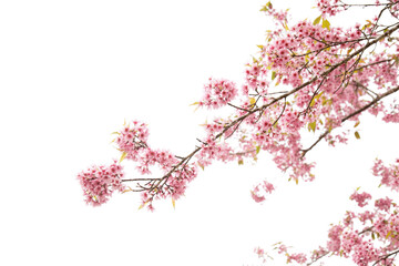 pink cherry blossom - Powered by Adobe