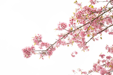 pink cherry blossom