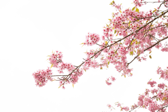 pink cherry blossom