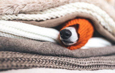 Cute young small dog nose lies under pile of different warm and cosy blankets. White, beige, brown and orange colors. Beautiful background for design, banner, greeting card, poster, event invitation.