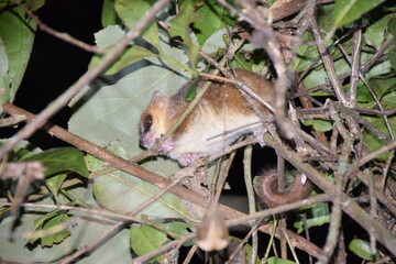 Andasibe, Madagascar: Goodman's mouse lemur © TheUntravelledWorld