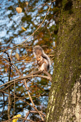 squirrel in the tree